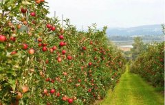 <b>生物菌肥顺口溜，好记又实用！</b>