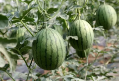 微生物菌剂这样用，根腐病、枯萎病、青枯病等