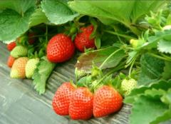 大棚草莓各阶段的施肥技巧！冬季草莓高产、冲